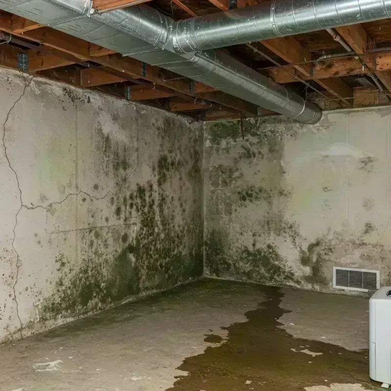 Professional Mold Removal in Richmond, NH